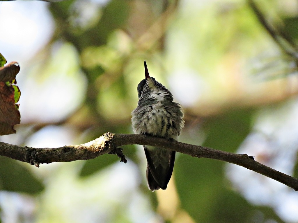 tupikolibri - ML243077131