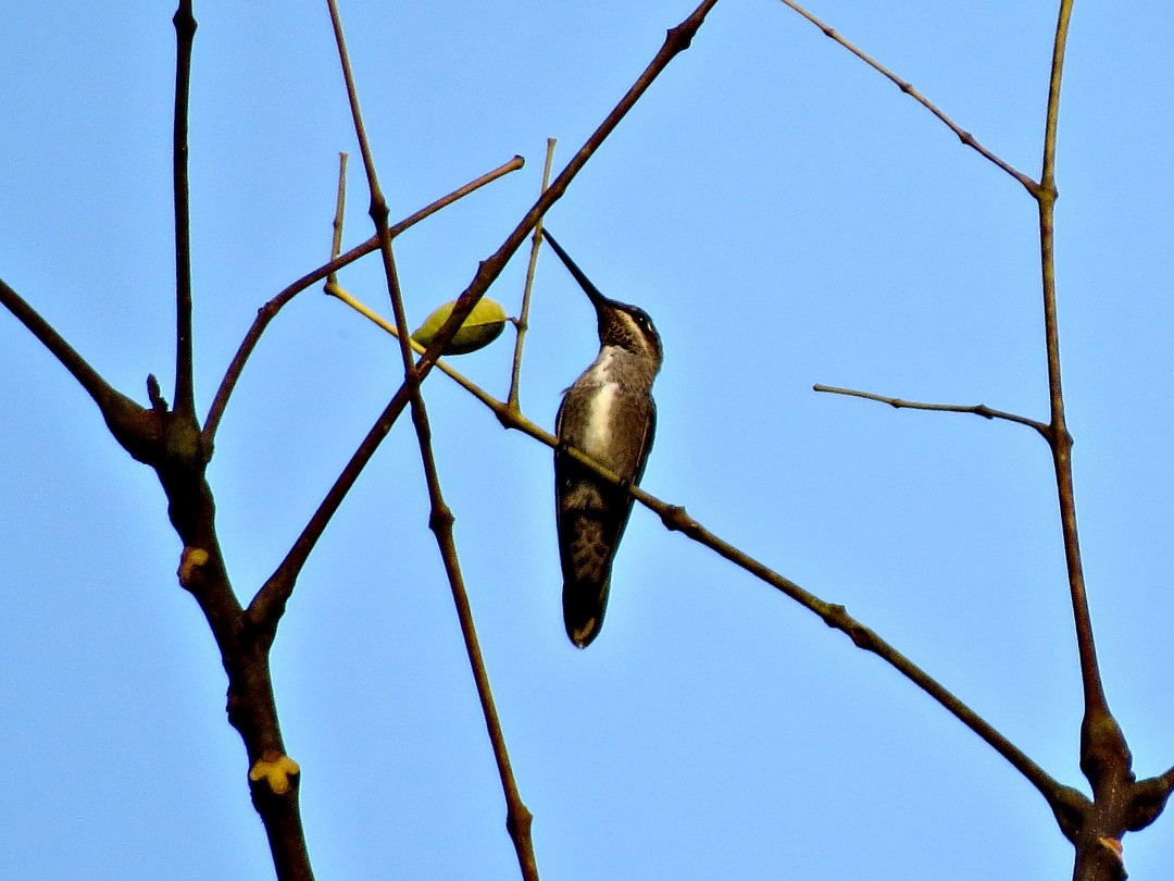 Stripe-breasted Starthroat - ML243077701