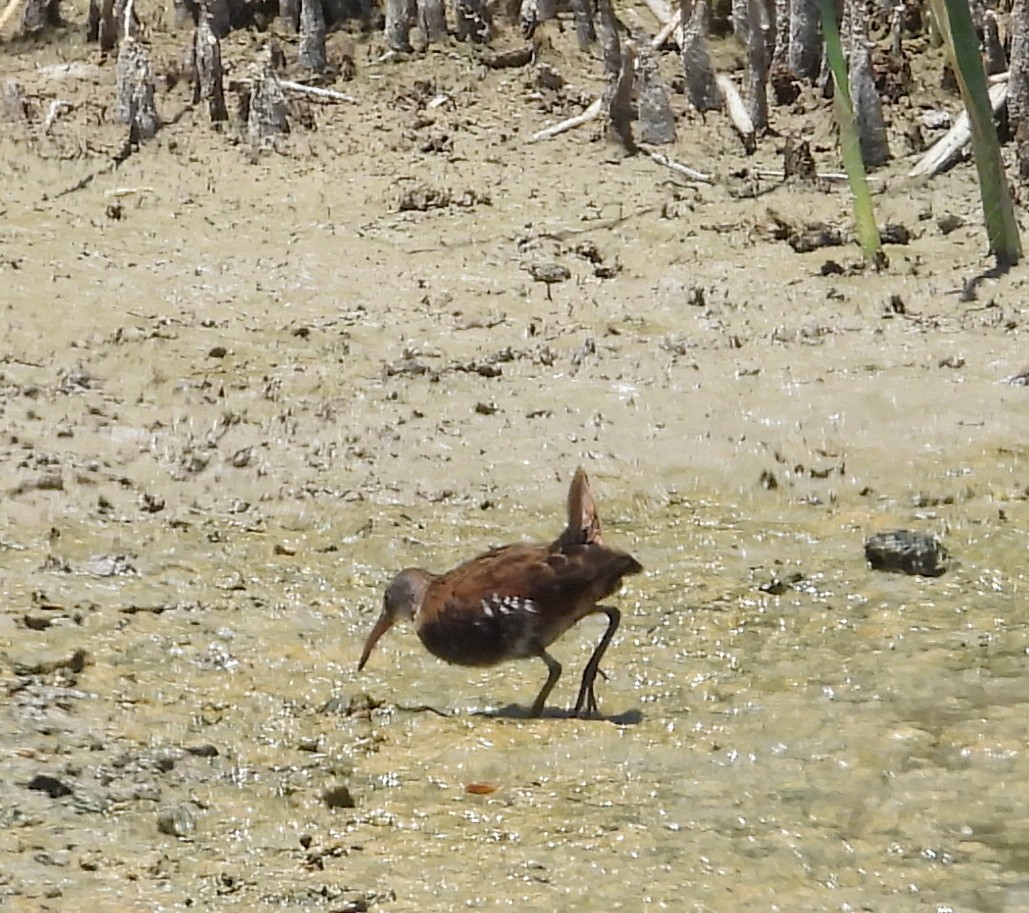 Virginia Rail - ML243077761