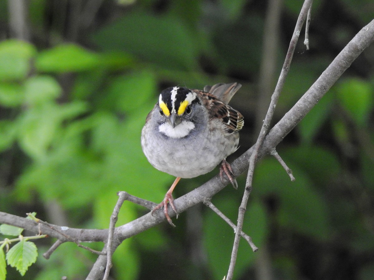 White-throated Sparrow - S. K.  Jones