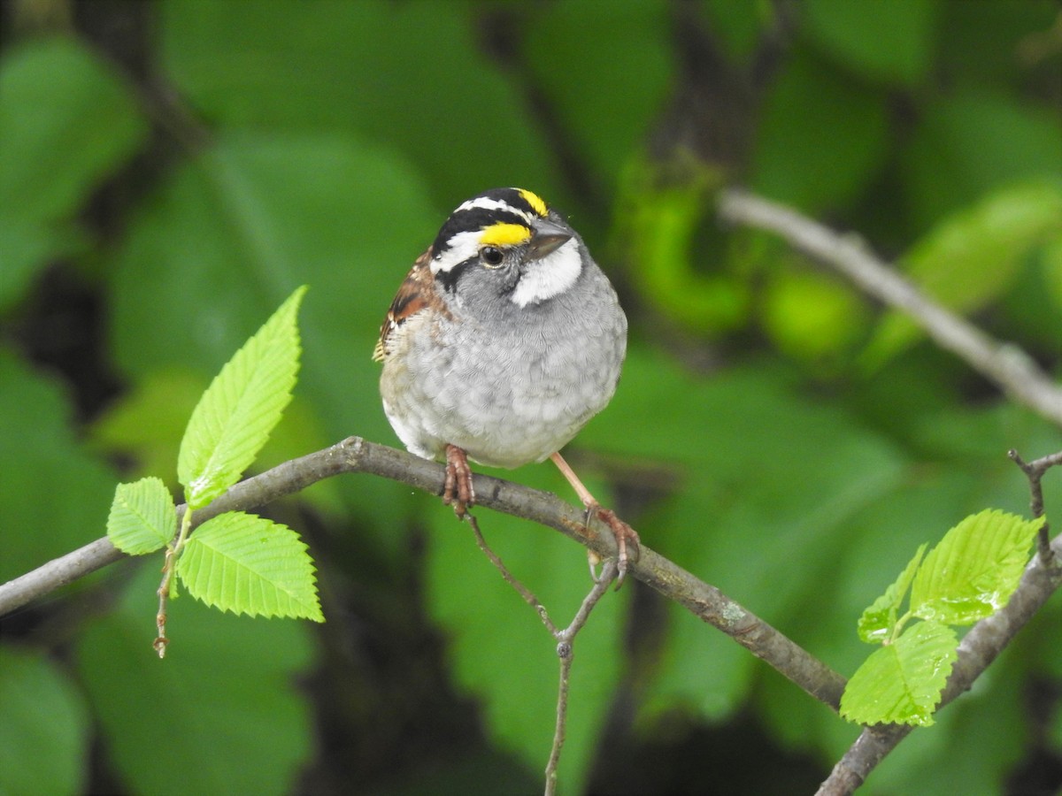 White-throated Sparrow - S. K.  Jones