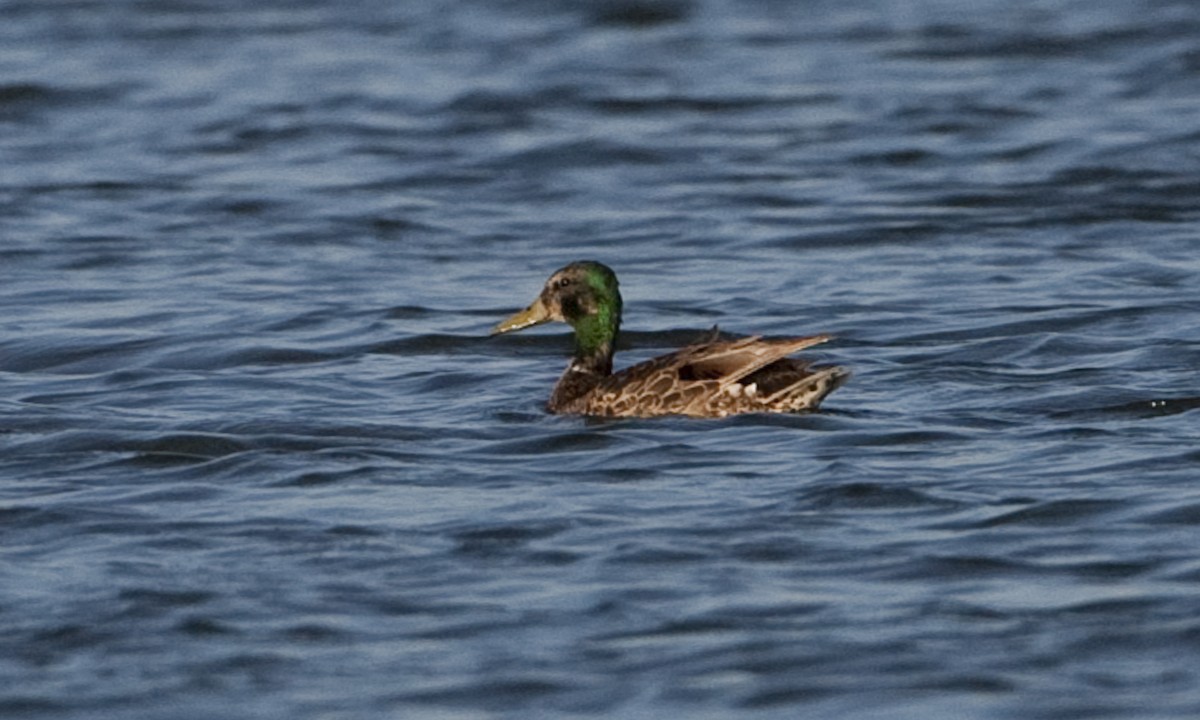 Mallard - Brian Sullivan