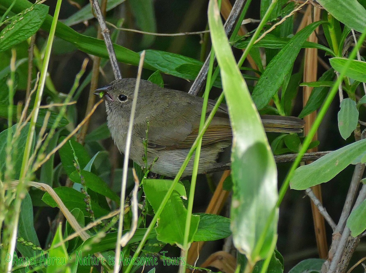 Black-faced Grassquit - ML24308051