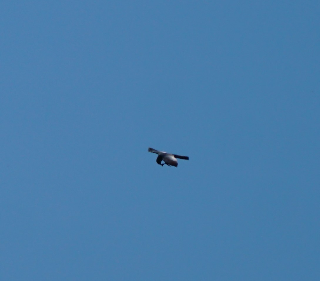 Mississippi Kite - Cindy & Gene Cunningham