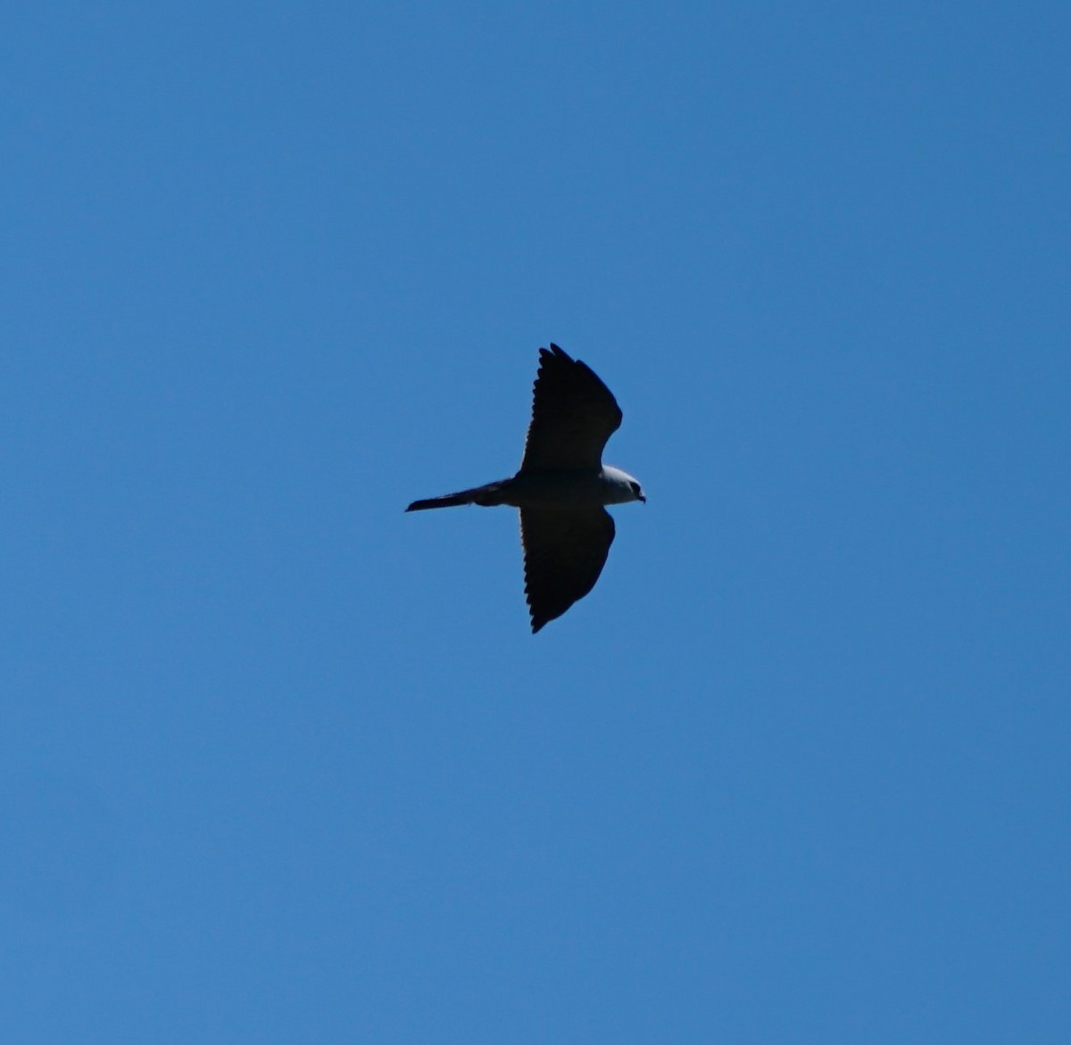 Mississippi Kite - Cindy & Gene Cunningham