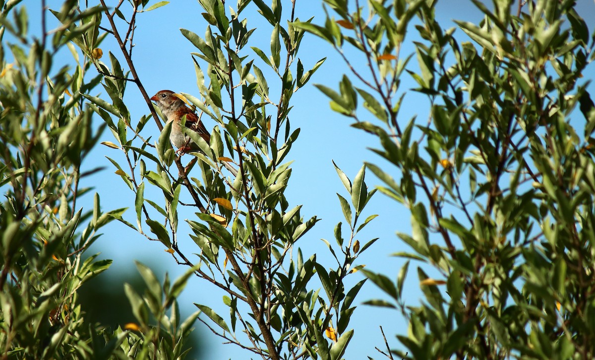 Field Sparrow - Matthew Karns