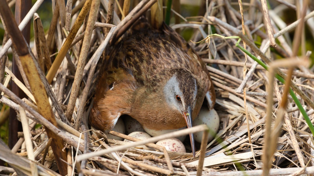 Virginia Rail - Alex Mann