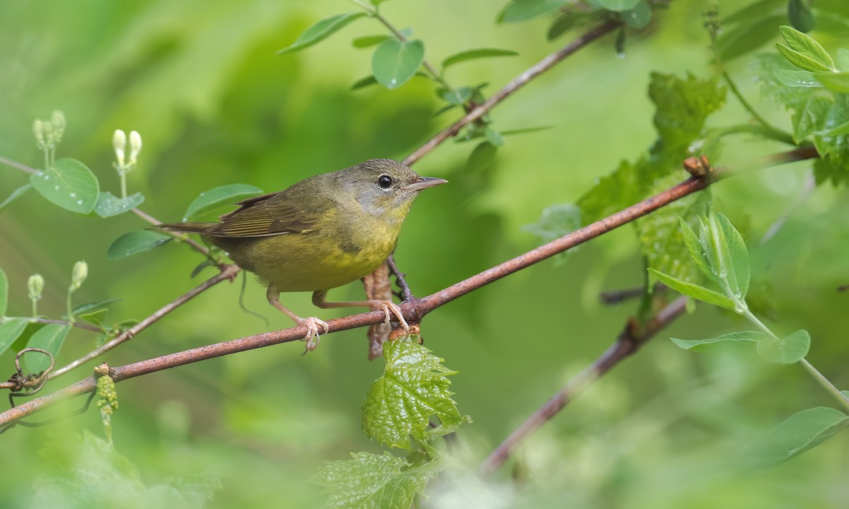 Graukopf-Waldsänger - ML243088211