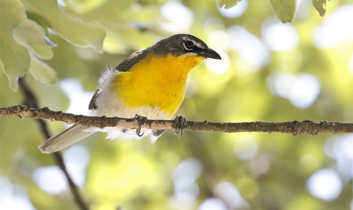 Yellow-breasted Chat - Lance Runion 🦤