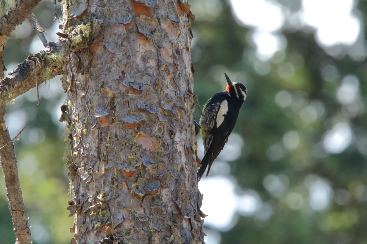 Williamson's Sapsucker - ML243092841