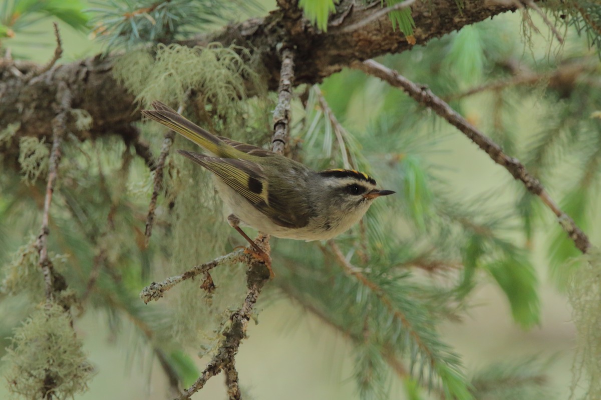 Golden-crowned Kinglet - Spencer Follett