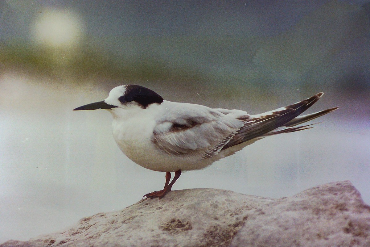 White-fronted Tern - John C Sullivan