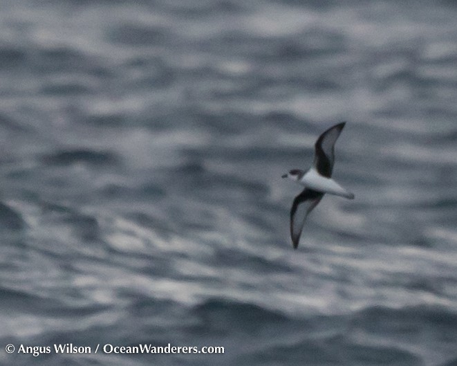 Chatham Petrel - ML24309551