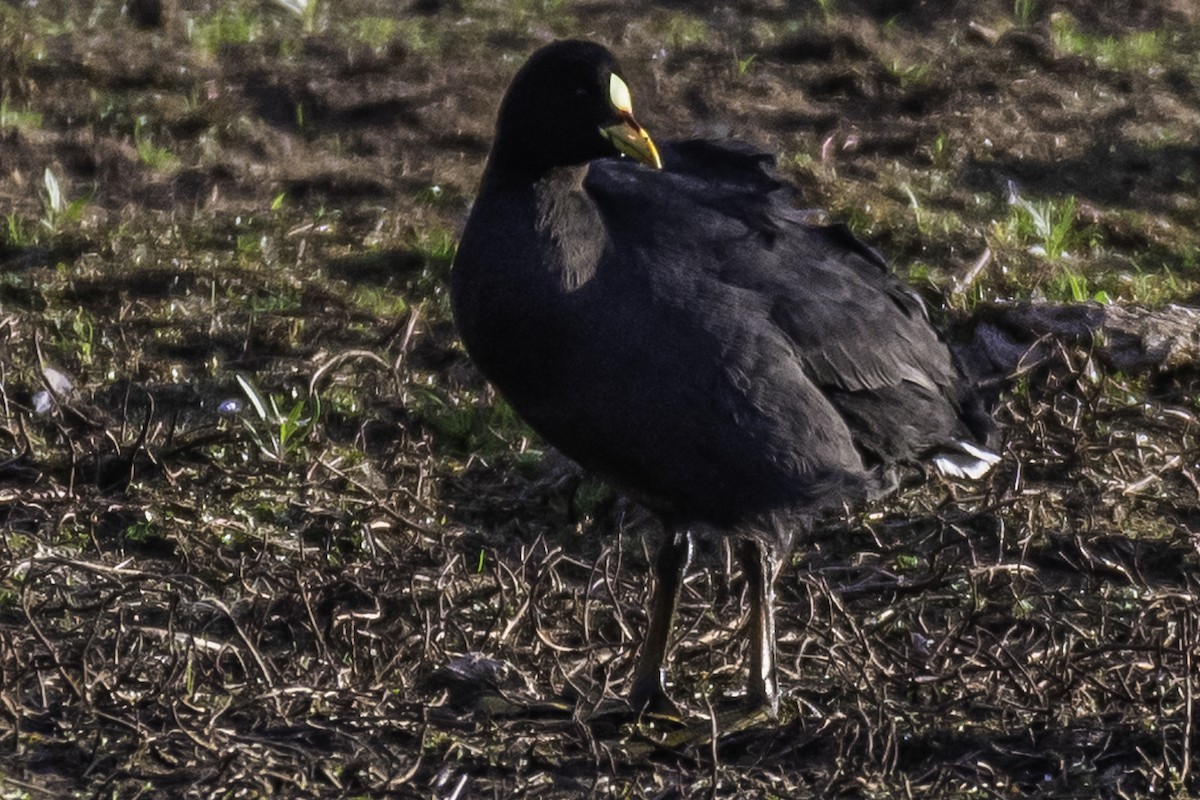 Red-gartered Coot - ML243096121