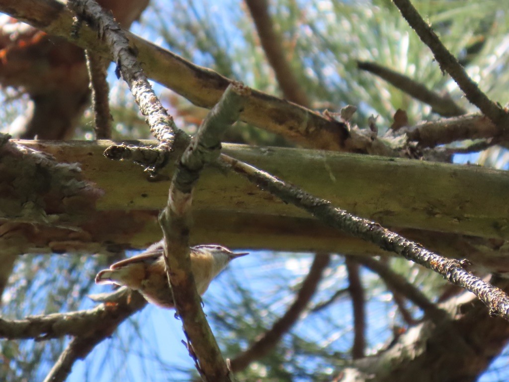 Red-breasted Nuthatch - ML243096561