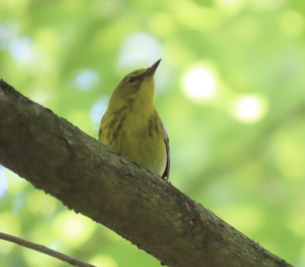 Pine Warbler - ML243096601