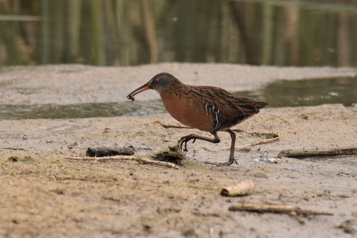 Virginia Rail - ML243098861