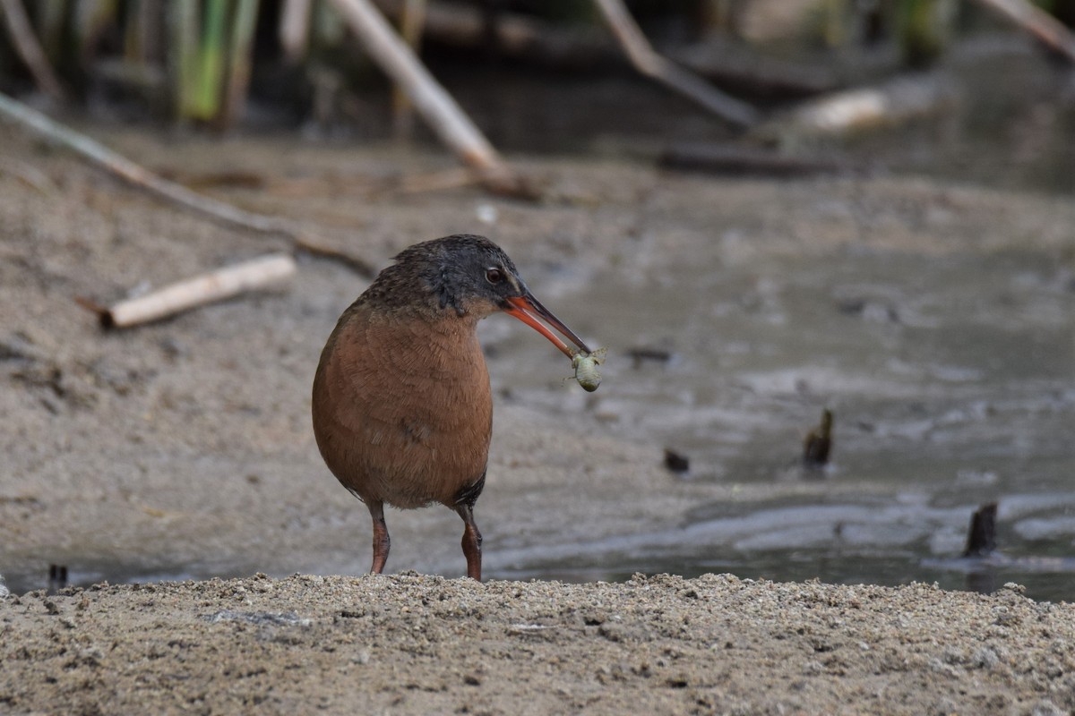 Virginia Rail - ML243098871