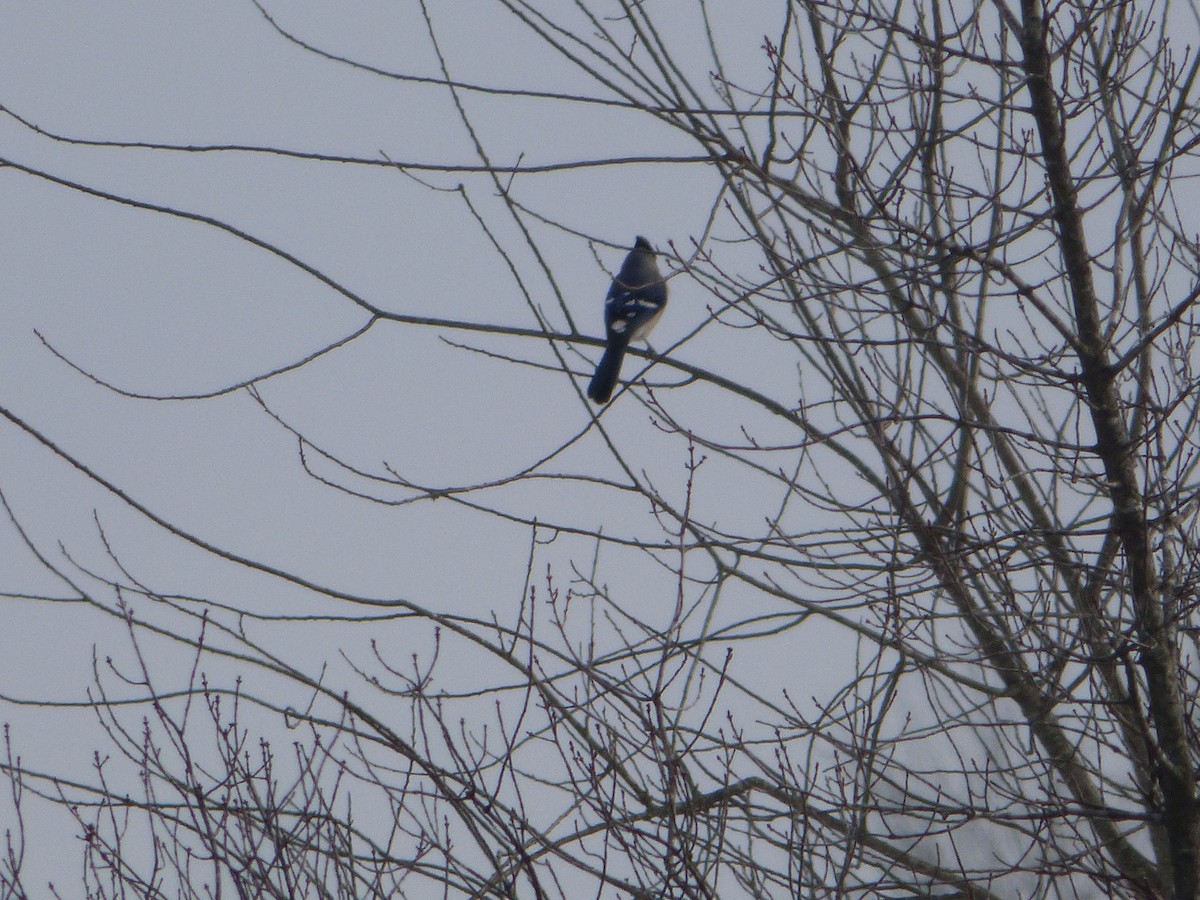 Blue Jay - Mary  McMahon