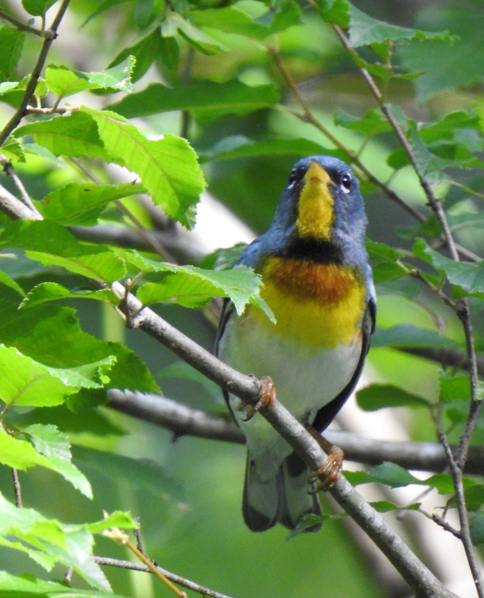 Northern Parula - ML243099701