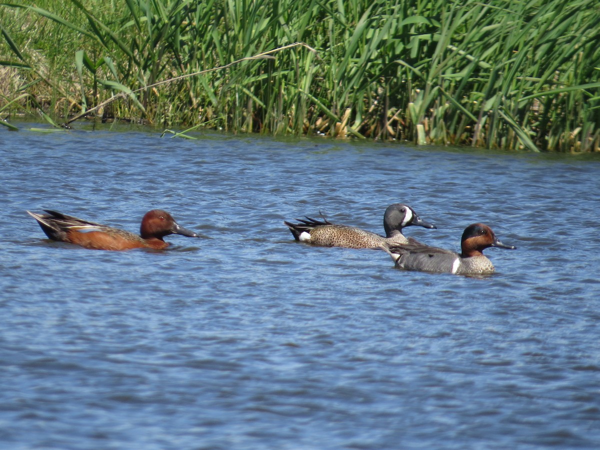 duck sp. - Asher  Warkentin