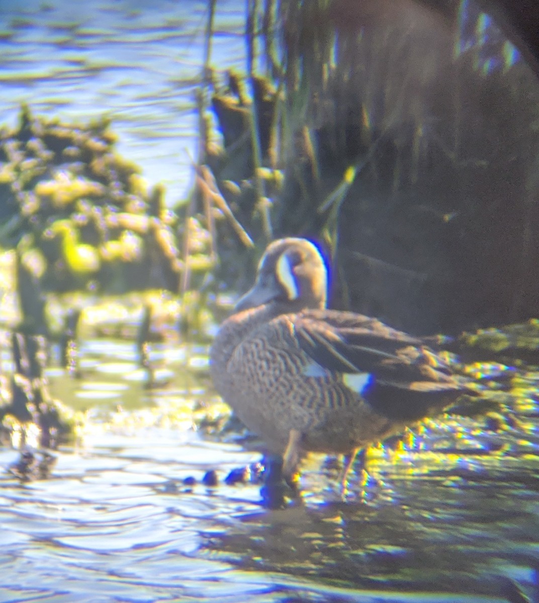 Blue-winged Teal - ML243100781