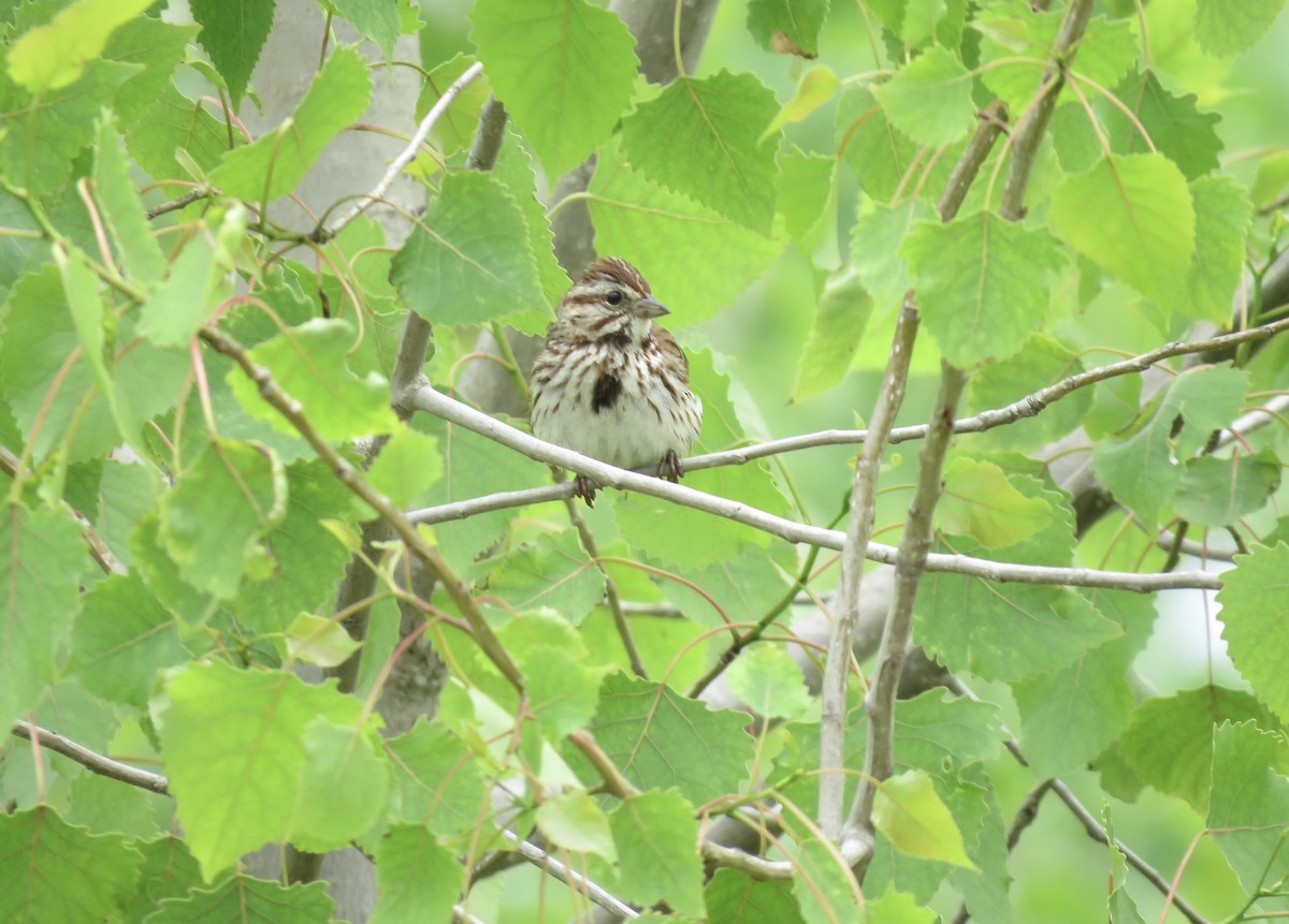 Song Sparrow - ML243102311