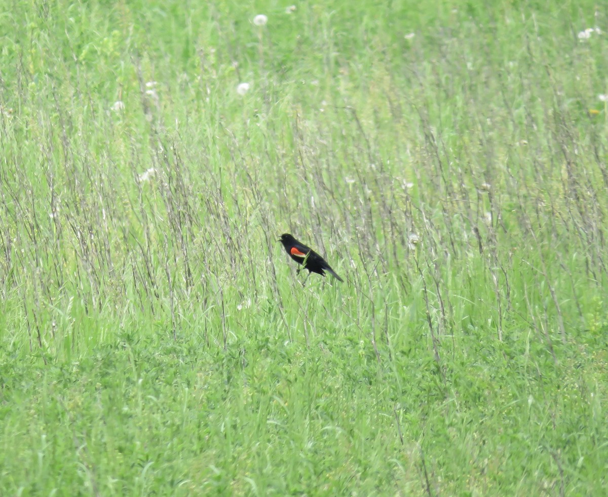 Red-winged Blackbird - ML243102381