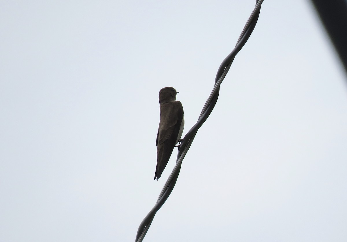 Northern Rough-winged Swallow - ML243102941