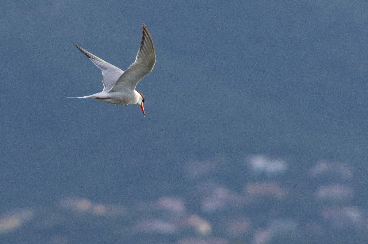 Common Tern - Lorenzo Cocco