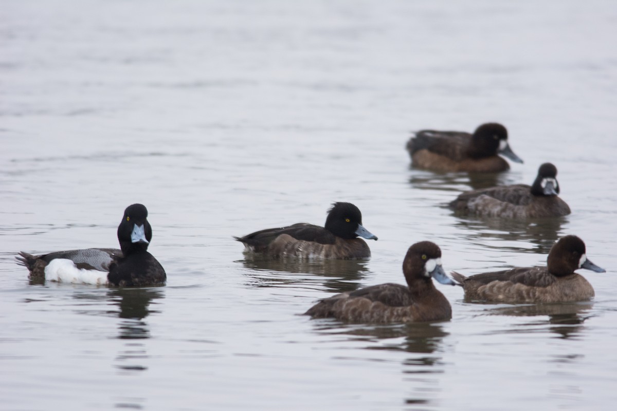 Tufted Duck - ML24310741