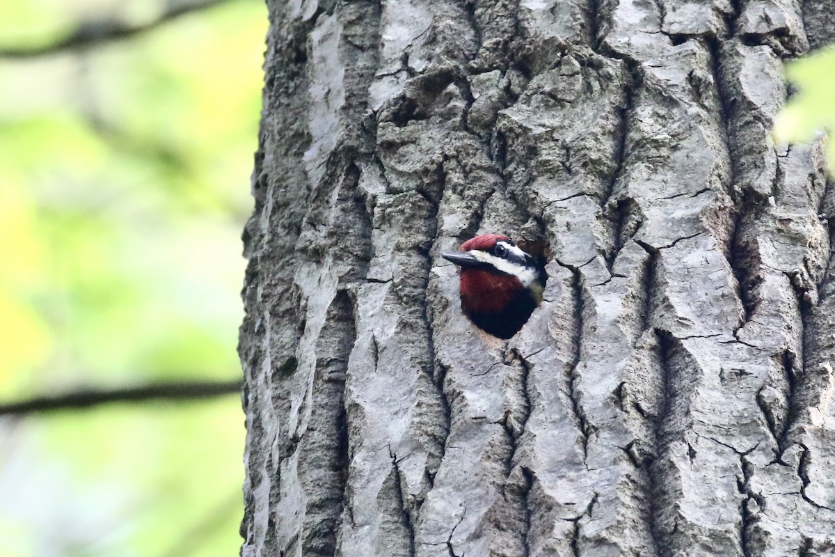 Yellow-bellied Sapsucker - ML243107601