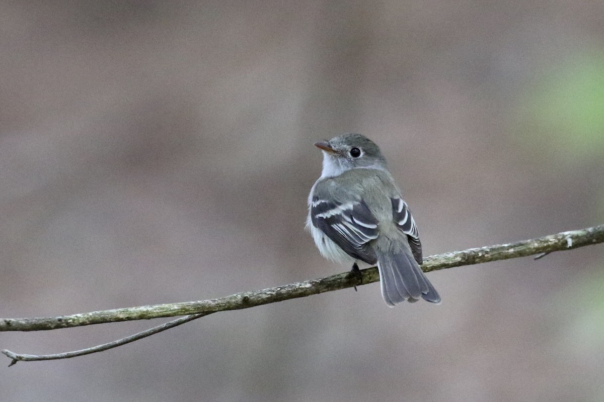 Moucherolle tchébec - ML243107671