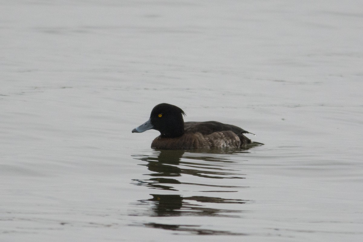 Tufted Duck - Derek Rogers