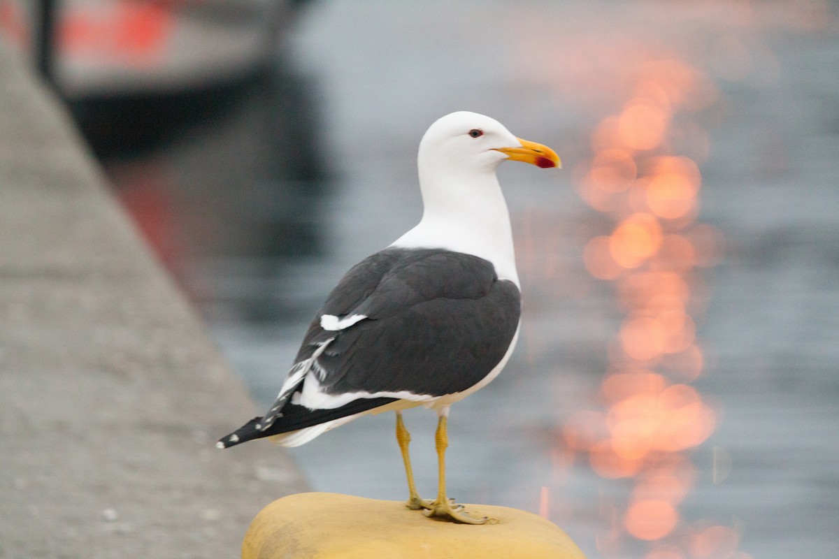 Kelp Gull - ML243108351