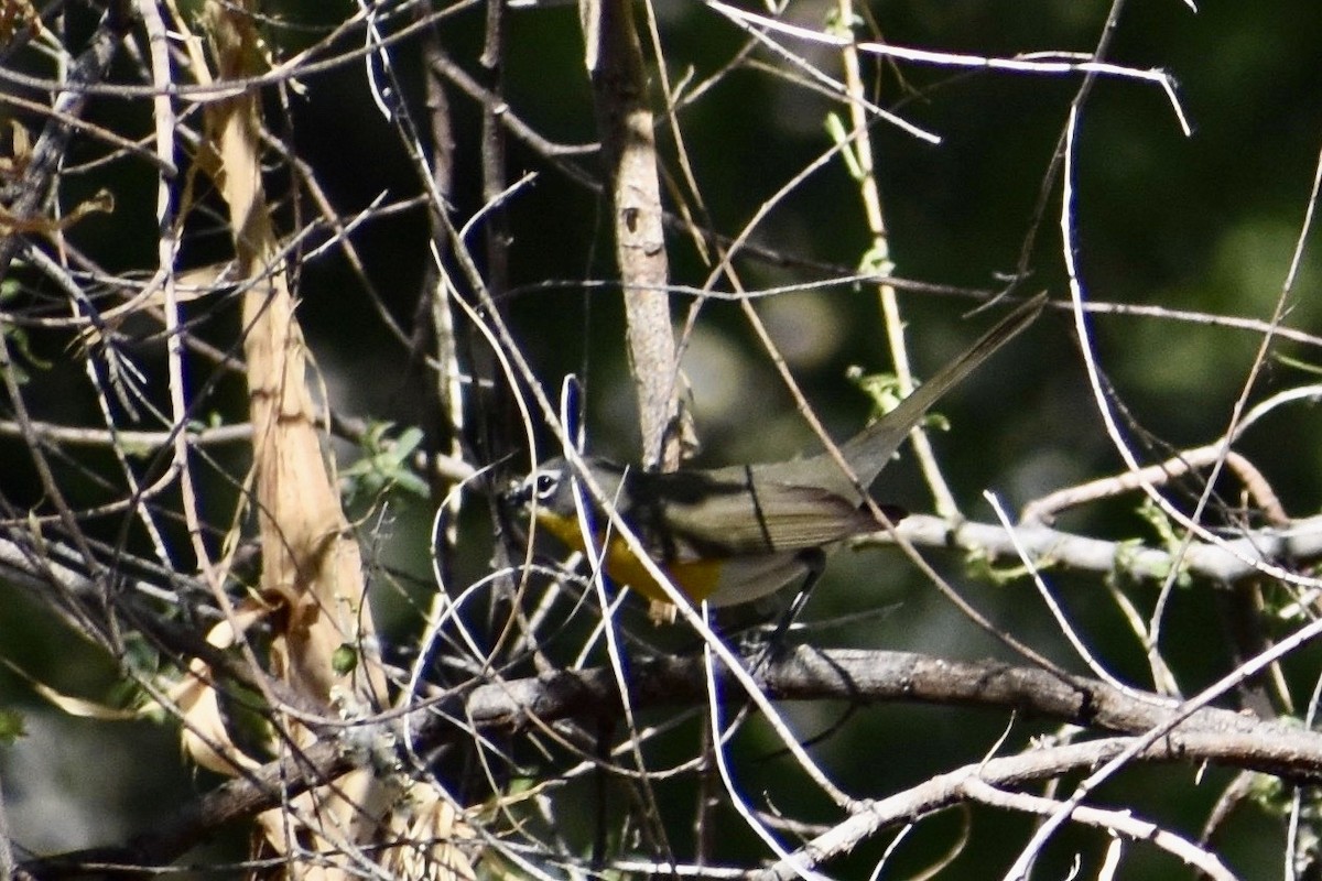 Yellow-breasted Chat - ML243108931