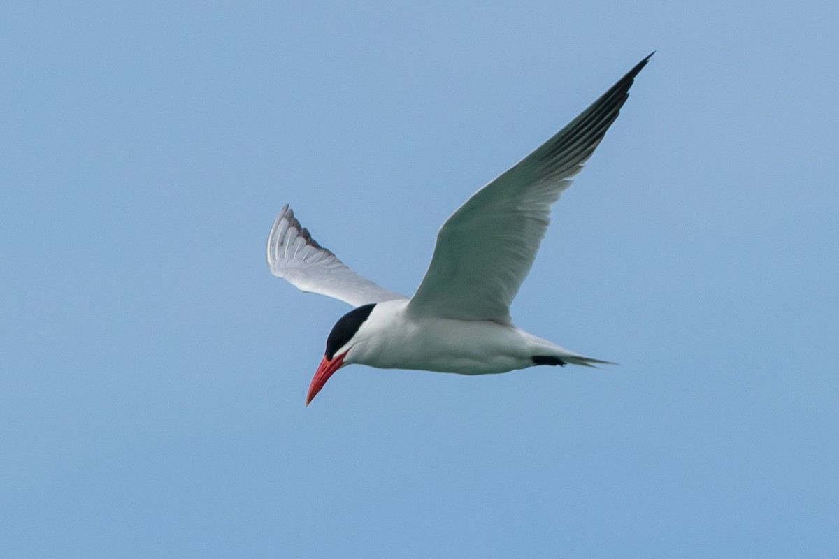 Caspian Tern - ML243109831