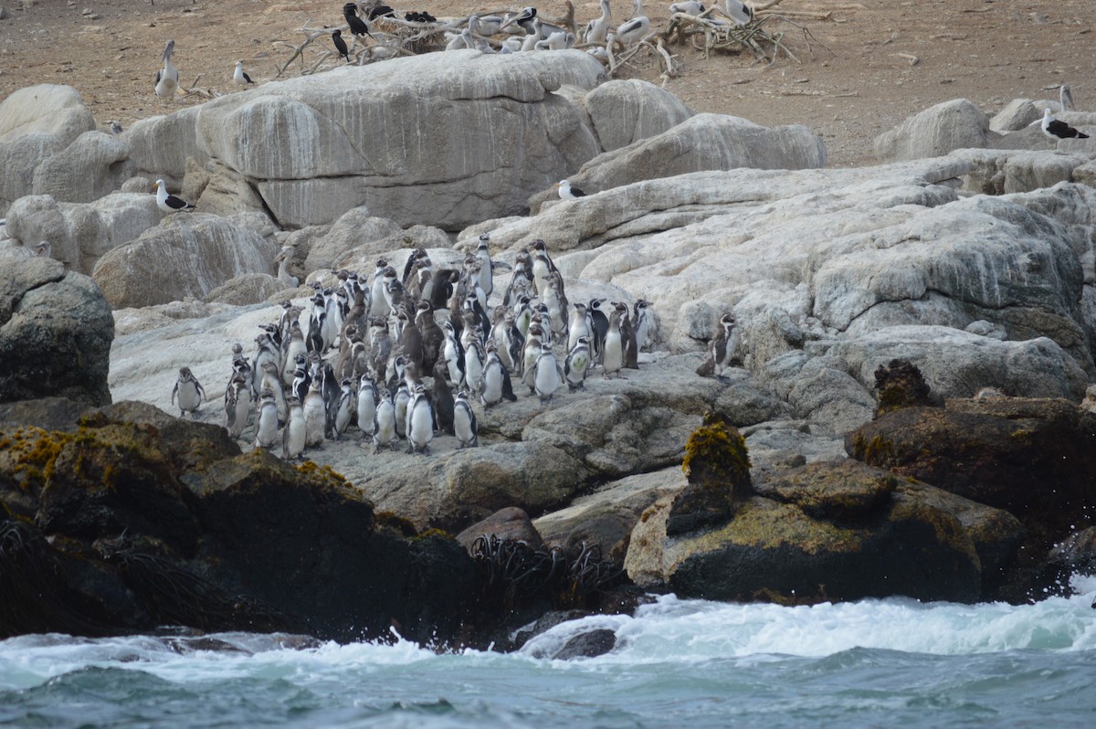 Humboldt Penguin - ML24311041