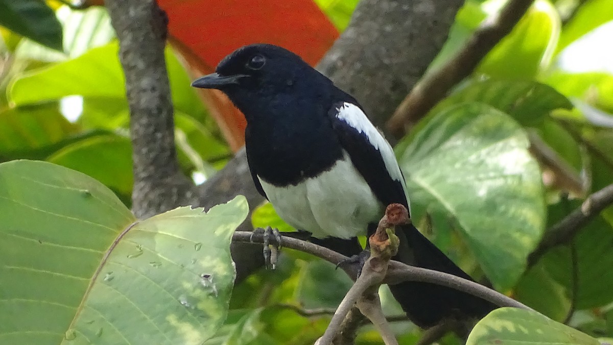 Philippine Magpie-Robin - Kim Cancino