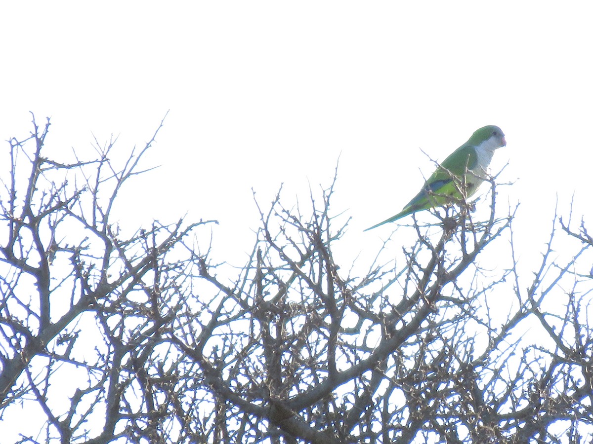 Monk Parakeet - ML243111891