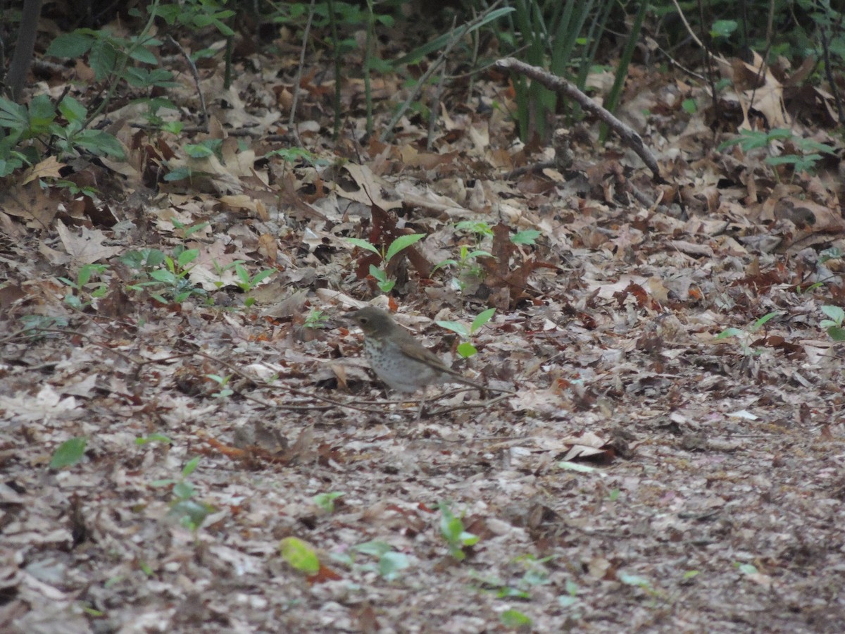 Swainson's Thrush - Steven Schellenger