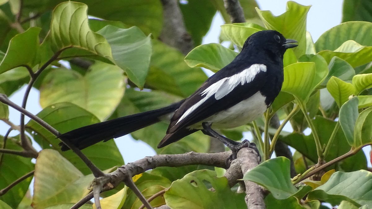 Philippine Magpie-Robin - ML243113651