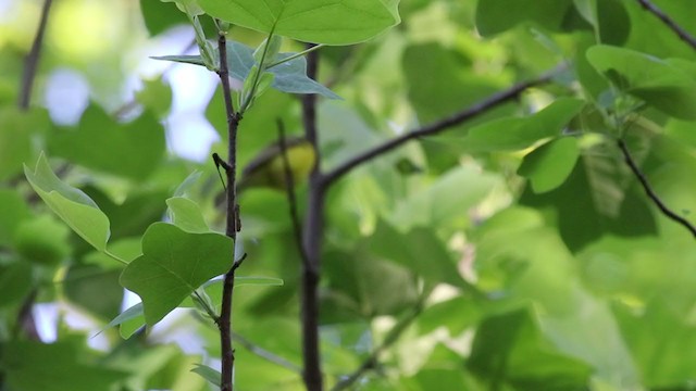 Hooded Warbler - ML243113771