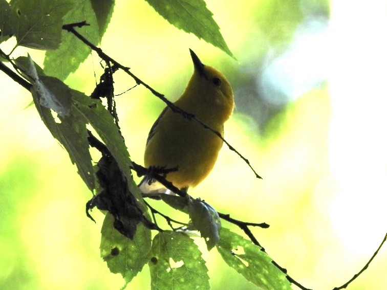 Prothonotary Warbler - ML243116381