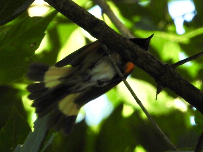 American Redstart - ML243116441