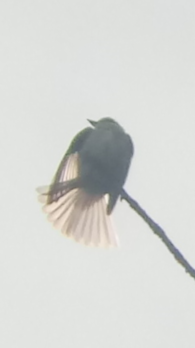 Eastern Wood-Pewee - ML243116641