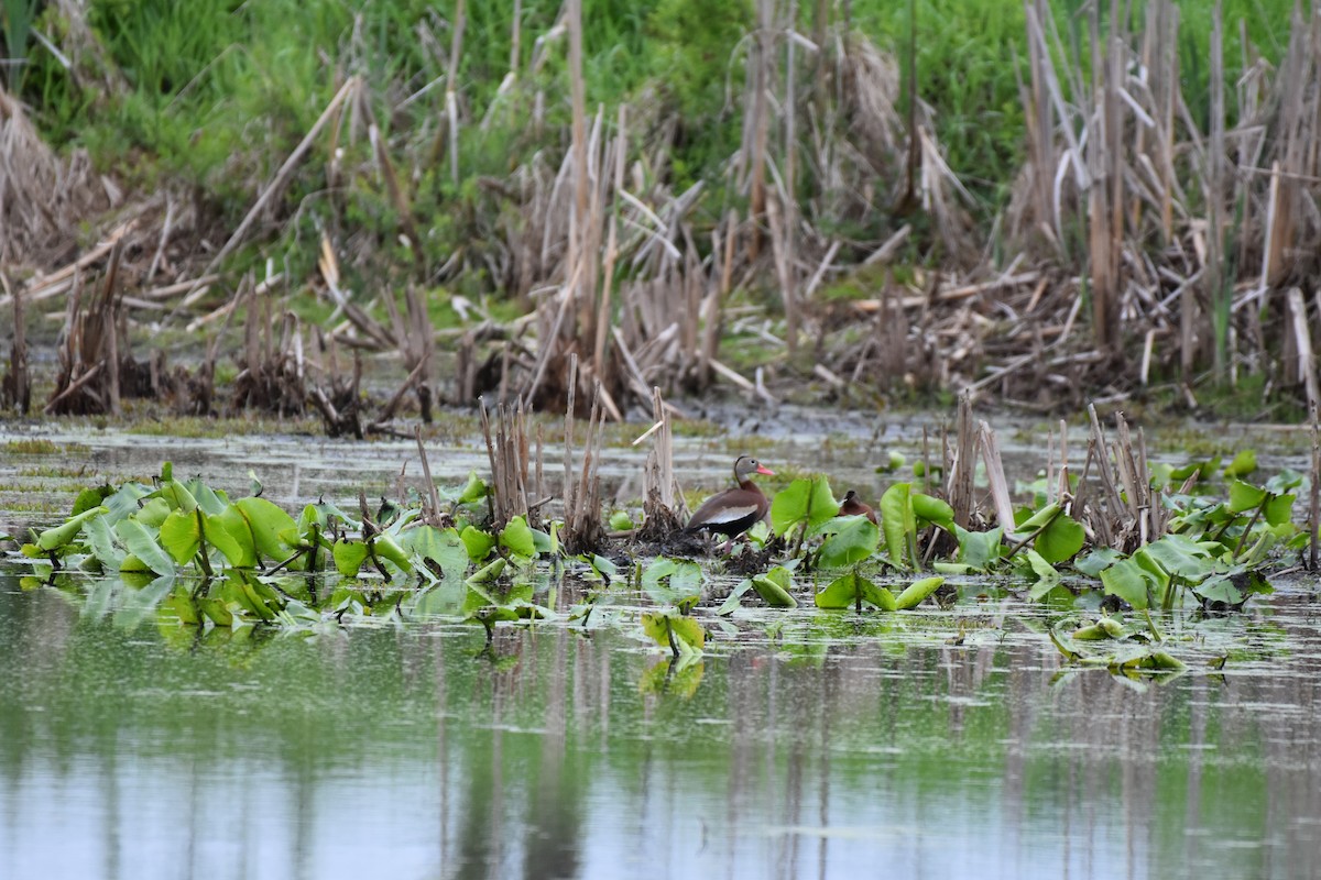 Black-bellied Whistling-Duck - ML243118341