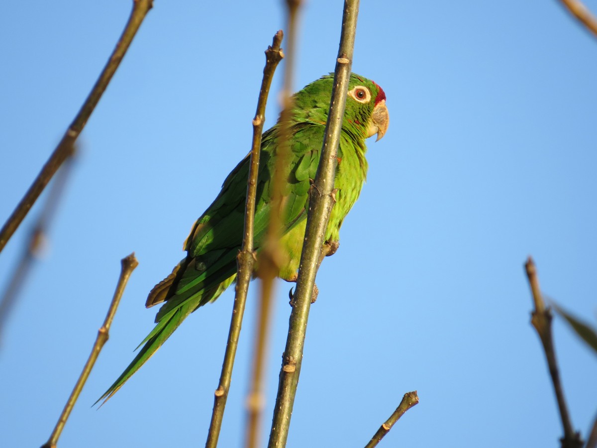 Crimson-fronted Parakeet - ML24311841