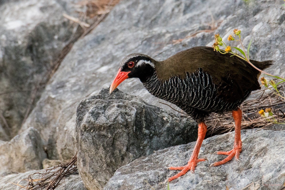 Okinawa Rail - Steve Chiu