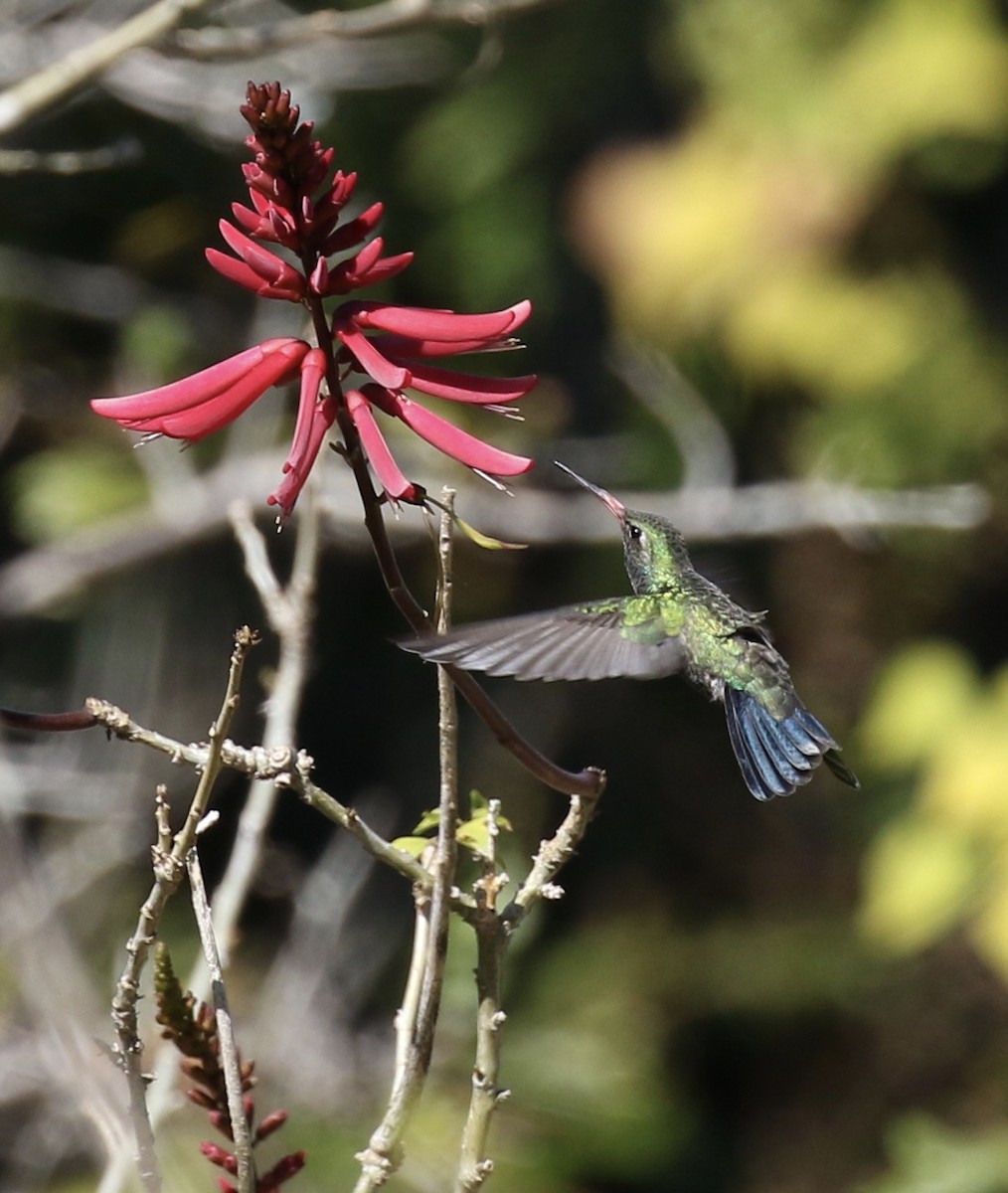 Broad-billed Hummingbird - ML24311861